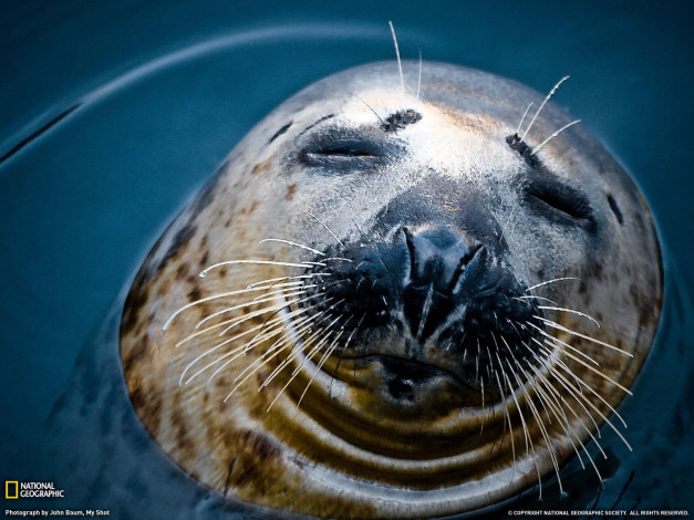 Обои картинки фото животные, тюлени, морские, львы, котики