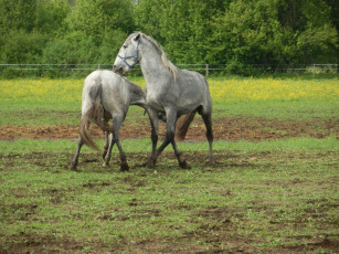Картинка животные лошади