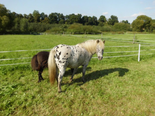 Картинка животные лошади