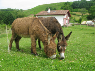 обоя животные, ослы