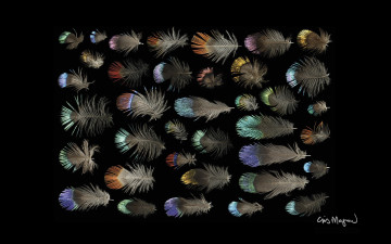 Картинка разное перья фон