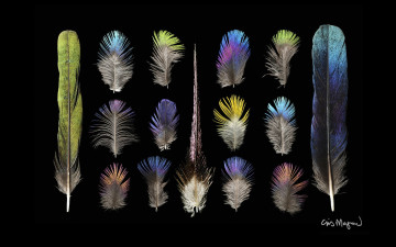 Картинка разное перья фон