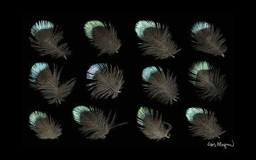 Картинка разное перья фон