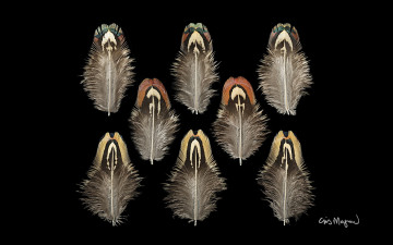 Картинка разное перья фон