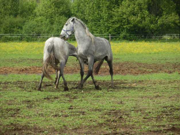 Обои картинки фото животные, лошади