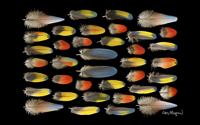 Обои картинки фото разное, перья, фон