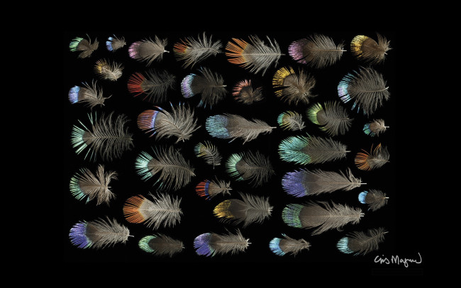 Обои картинки фото разное, перья, фон