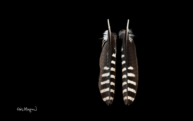 Обои картинки фото разное, перья, фон