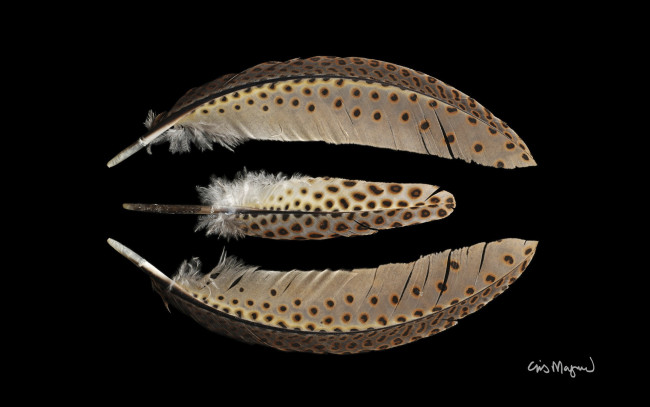 Обои картинки фото разное, перья, фон