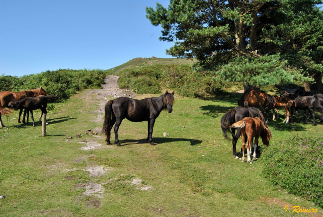 Обои картинки фото животные, лошади