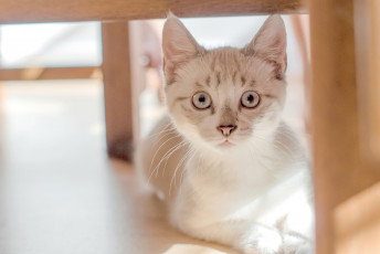 Картинка животные коты котёнок глаза котэ взгляд