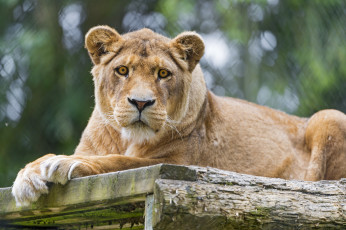 Картинка животные львы львица трава взгляд кошка