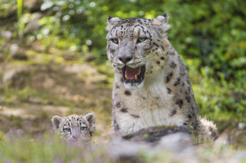 Картинка животные снежный+барс+ ирбис снежный барс кошка профиль трава