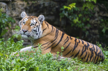 Картинка животные тигры тигр амурский кошка взгляд тигрёнок котёнок камень мох