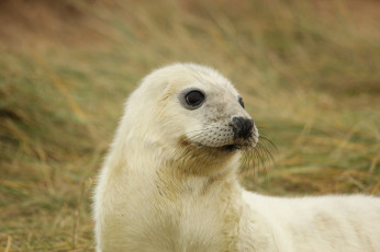 Картинка животные тюлени +морские+львы +морские+котики морской котик тюлень детеныш малыш