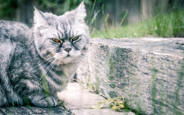 Картинка животные коты кот кошак котяра шерсть усы