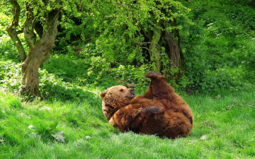 Картинка животные медведи лес трава лето медведь