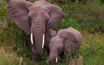 Картинка животные слоны