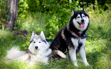 Картинка животные собаки хаски