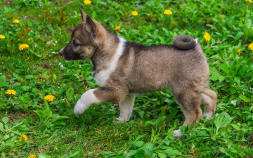 Картинка животные собаки щенок трава