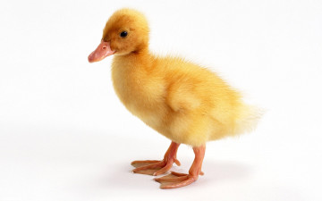 Картинка животные утки утенок