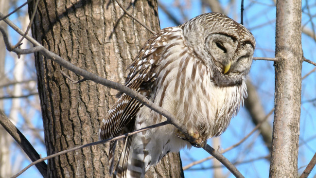 Обои картинки фото животные, совы, ветка, сова