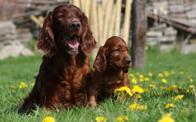 Обои картинки фото животные, собаки, взгляд