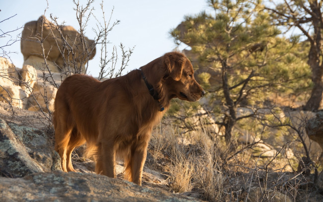 Обои картинки фото животные, собаки, взгляд, собака