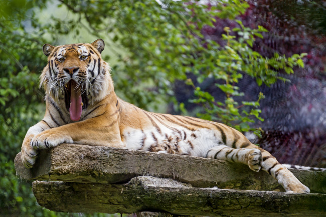 Обои картинки фото животные, тигры, тигр, амурский, кошка, взгляд, тигрёнок, котёнок, камень, мох