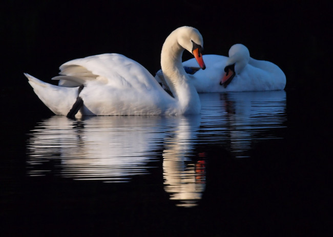 Обои картинки фото животные, лебеди, вода