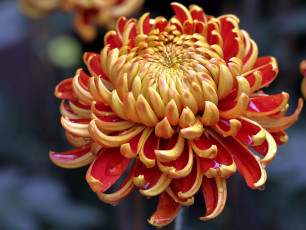 обоя цветы, хризантемы, макро, лепестки, хризантема, капли