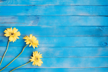 Картинка цветы герберы гербера желтые