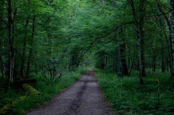 Картинка природа дороги простор