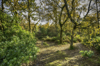 Картинка природа лес простор