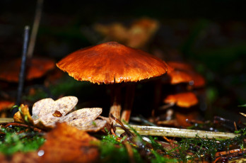 Картинка природа грибы шляпка