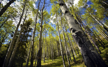 Картинка природа лес березы