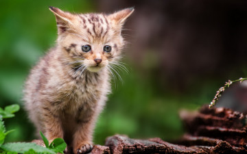 Картинка животные коты взгляд