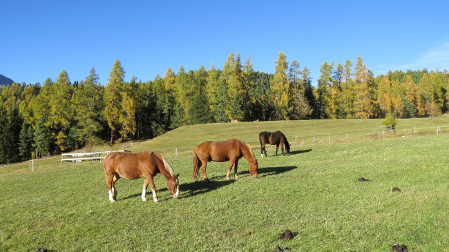 Обои картинки фото животные, лошади, луг, лес