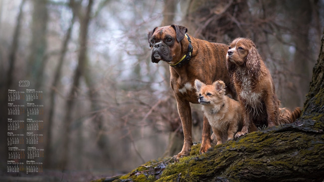 Обои картинки фото календари, животные, взгляд, 2018, собака, трое
