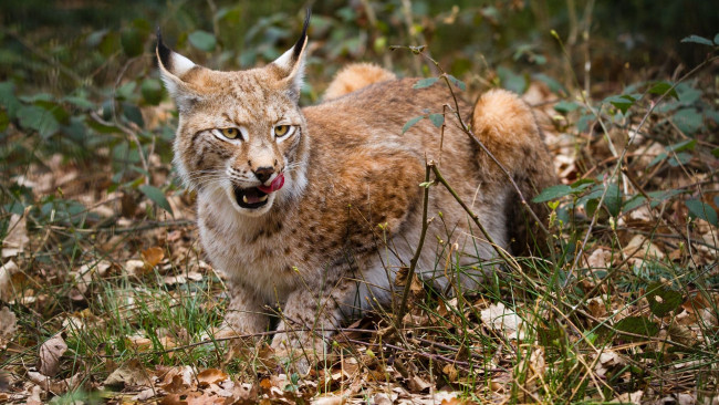 Обои картинки фото животные, рыси, взгляд