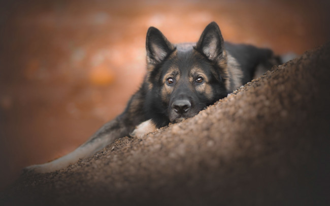 Обои картинки фото животные, собаки, боке, взгляд, морда, собака, овчарка