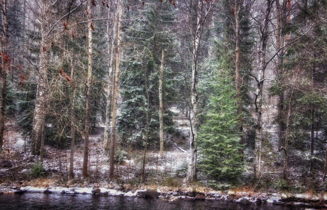 Обои картинки фото природа, лес, простор