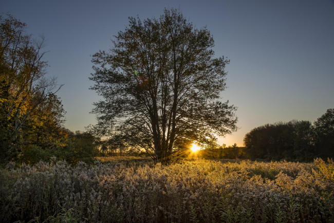 Обои картинки фото природа, деревья, простор