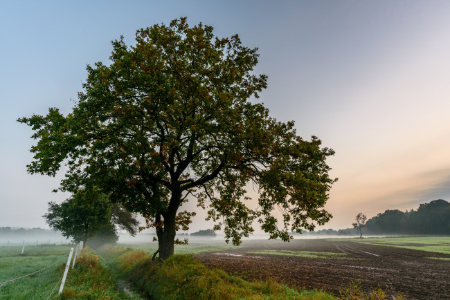 Обои картинки фото природа, деревья, простор