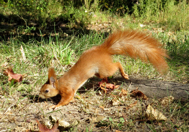 Обои картинки фото животные, белки, профиль