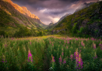 Картинка природа луга простор