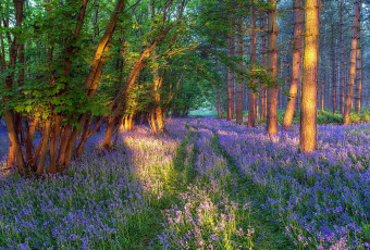 Картинка природа лес весна цветы