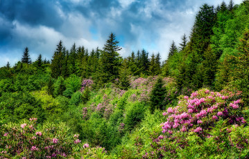 Картинка природа лес простор