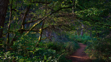 Картинка природа лес простор