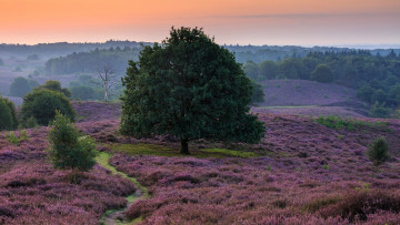 Картинка природа луга пустошь вересковая